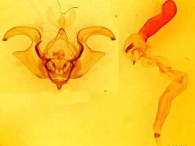 genitalia view of adult Eriopyga sp.