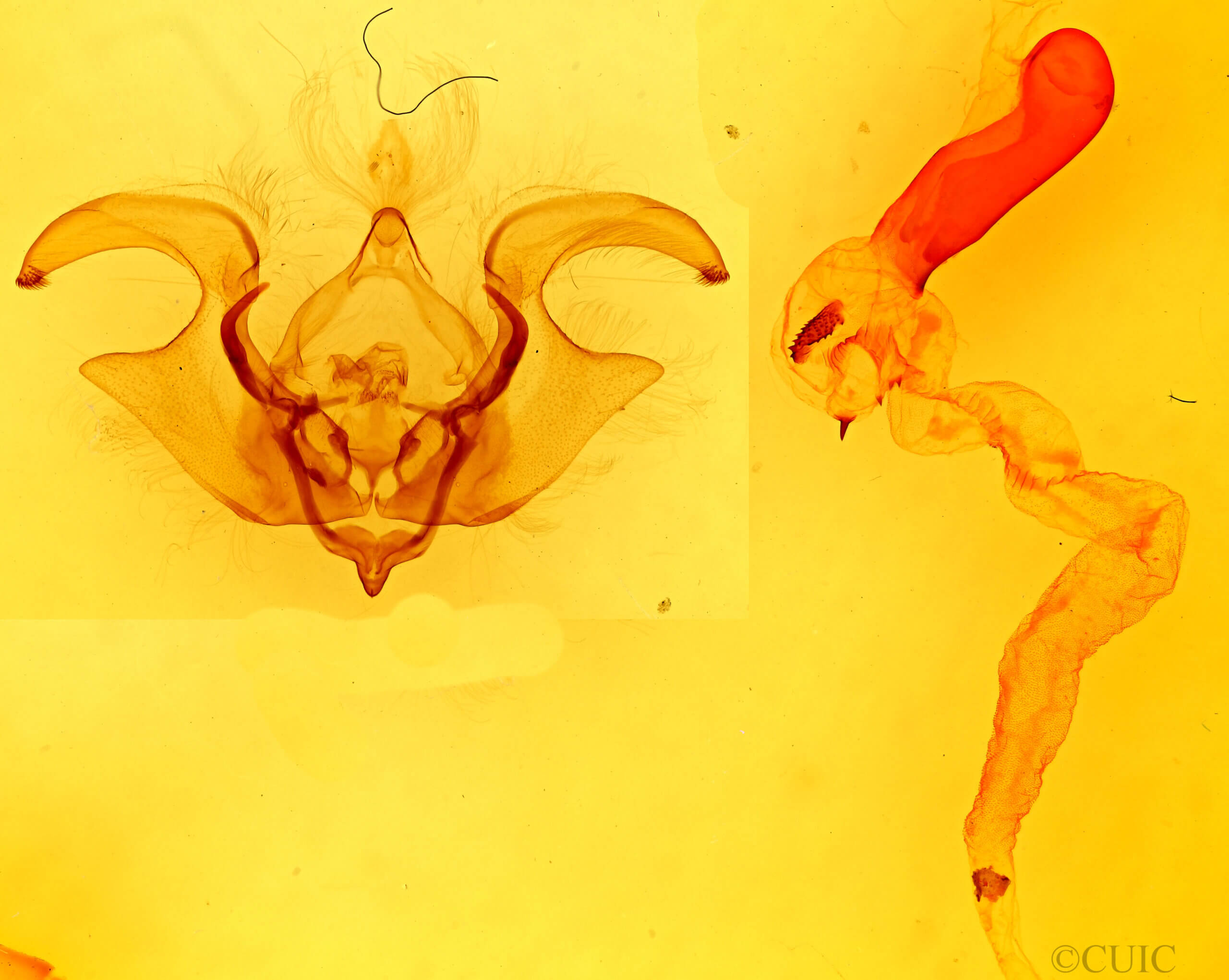 genitalia view of adult Eriopyga sp.