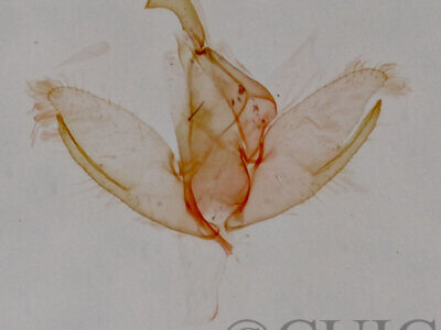 genitalia view of adult Crambidia sp.?
