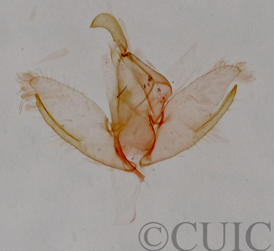 genitalia view of adult Crambidia sp.?