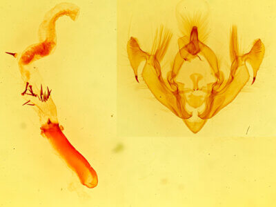 genitalia view of adult Trichorthosia sp.