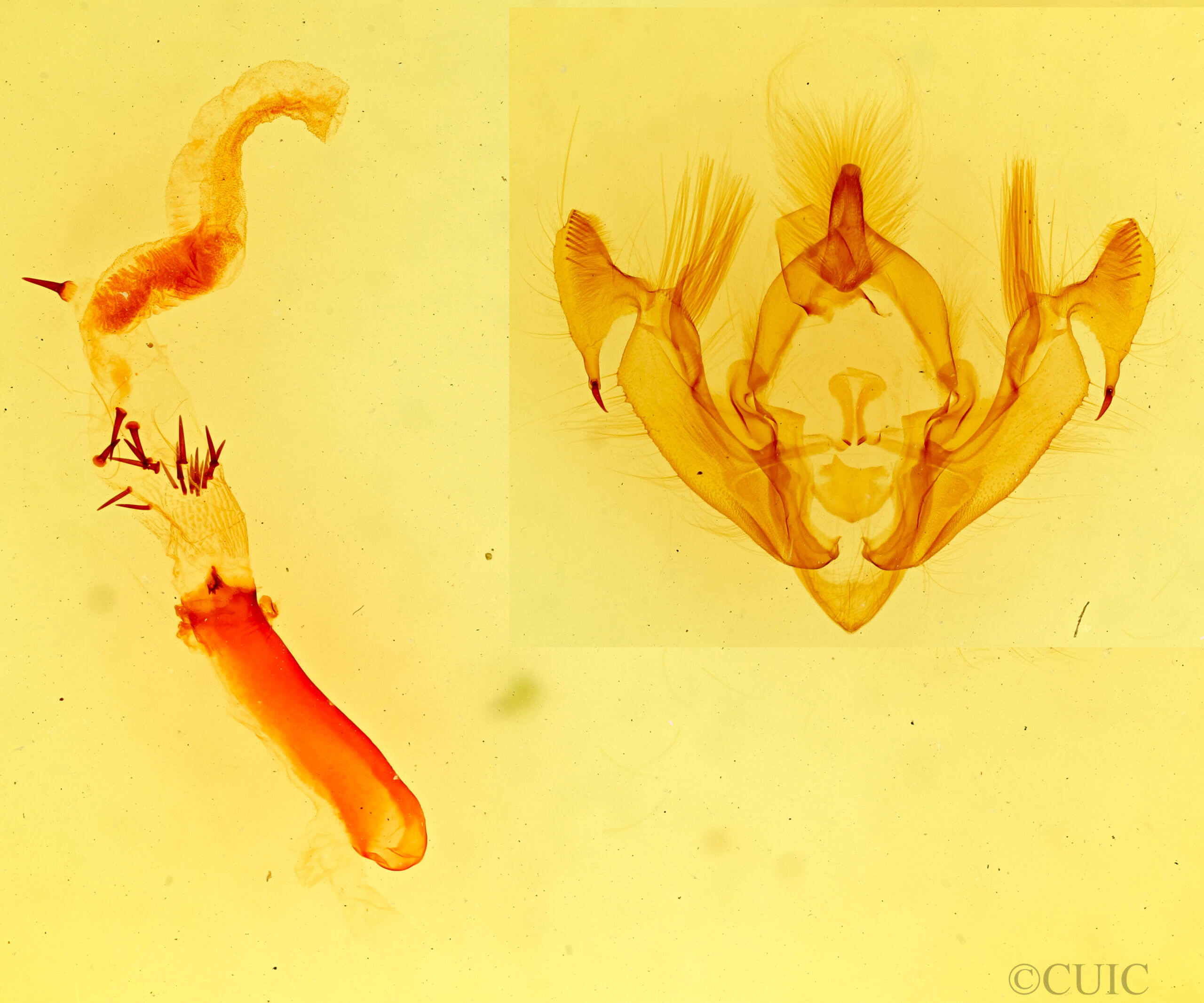 genitalia view of adult Trichorthosia sp.