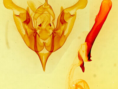 genitalia view of adult Lacinipolia sp.