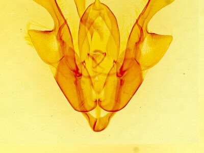 genitalia view of adult Homorthodes sp.