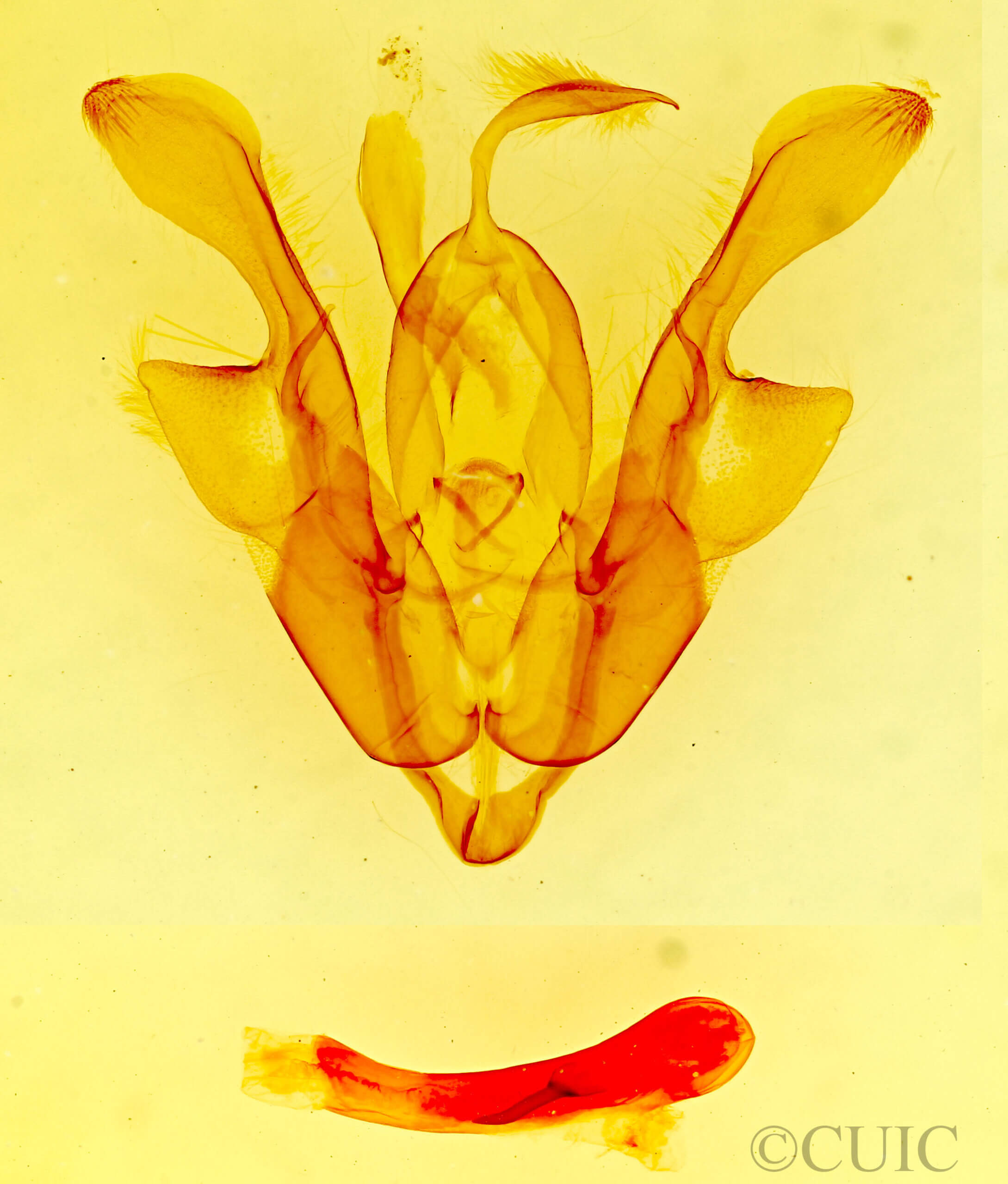 genitalia view of adult Homorthodes sp.