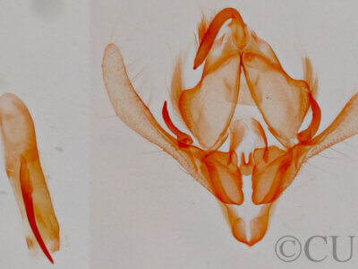 genitalia view of adult Xantholita n. gen.