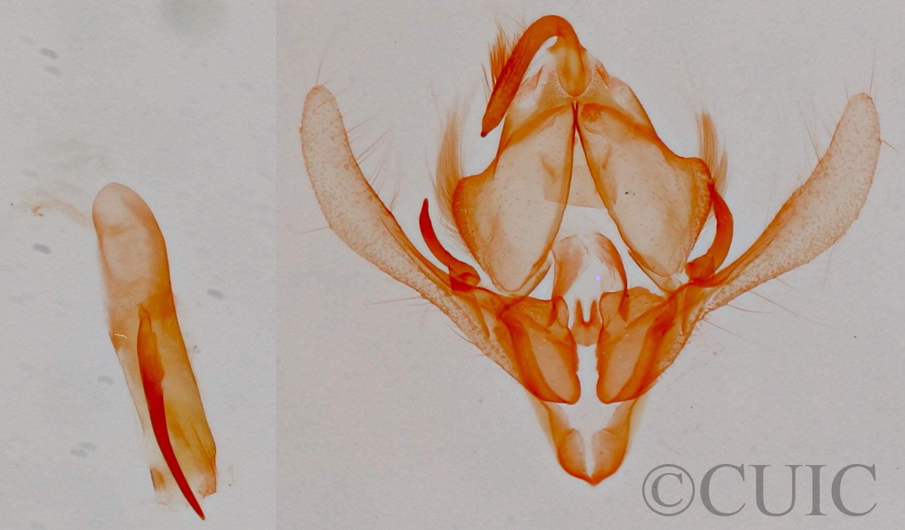 genitalia view of adult Xantholita n. gen.