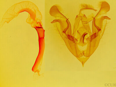 genitalia view of adult Protorthodes utahensis?
