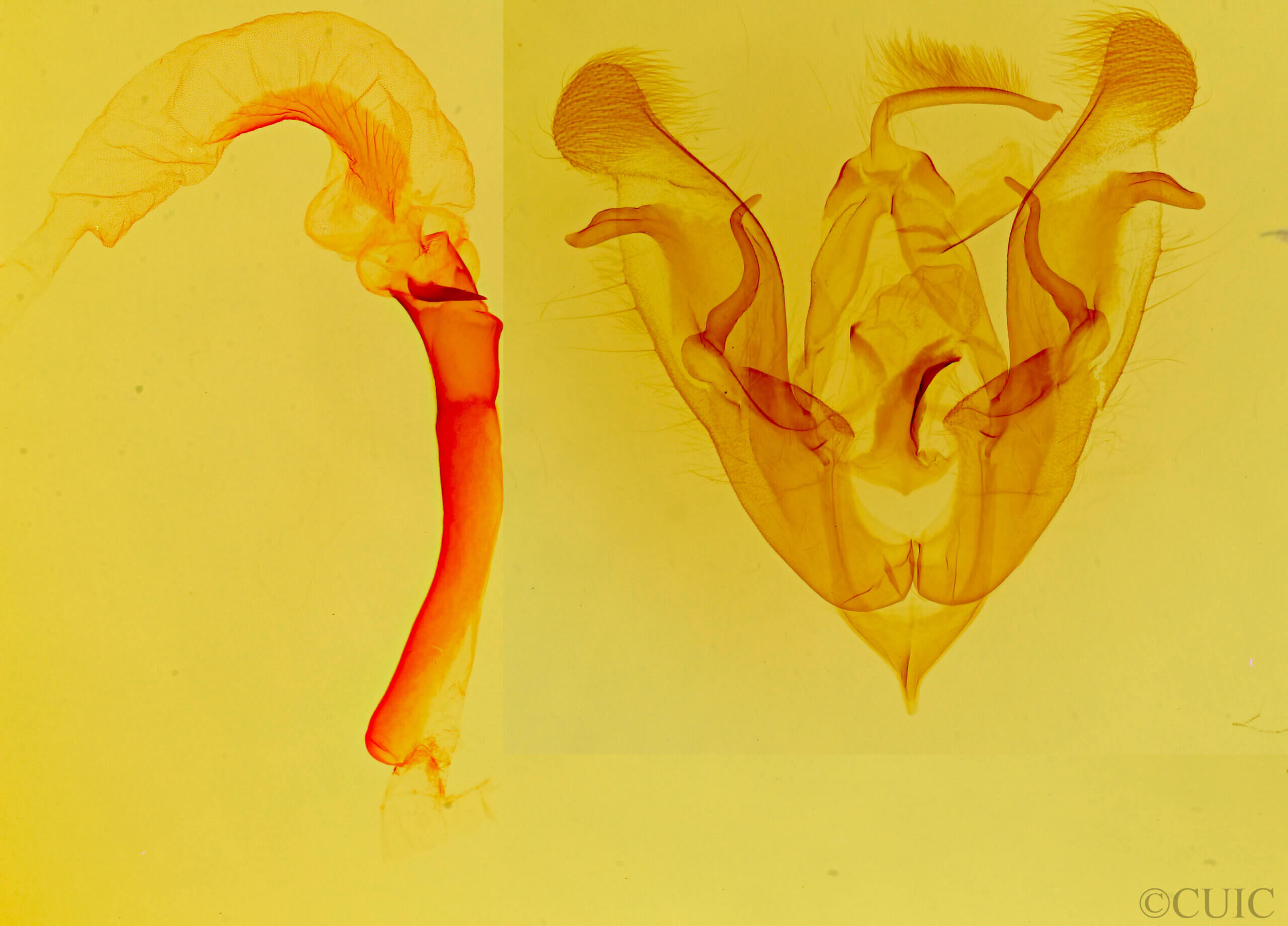 genitalia view of adult Protorthodes utahensis?