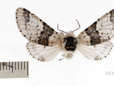 dorsal view of adult Furcula occidentalis gigans