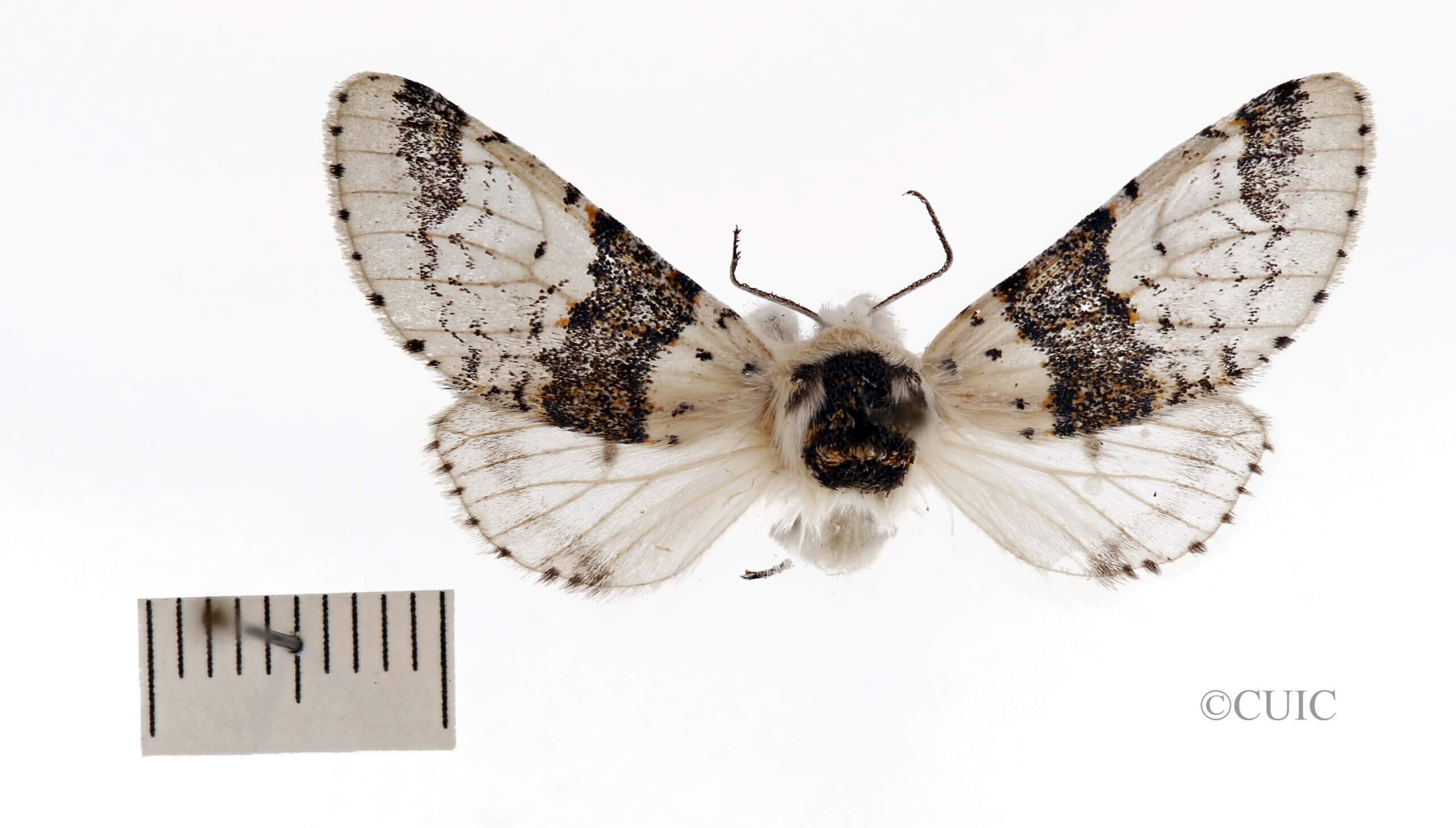 dorsal view of adult Furcula occidentalis gigans