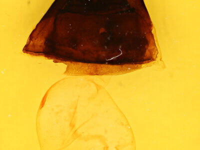 genitalia view of adult Furcula borealis