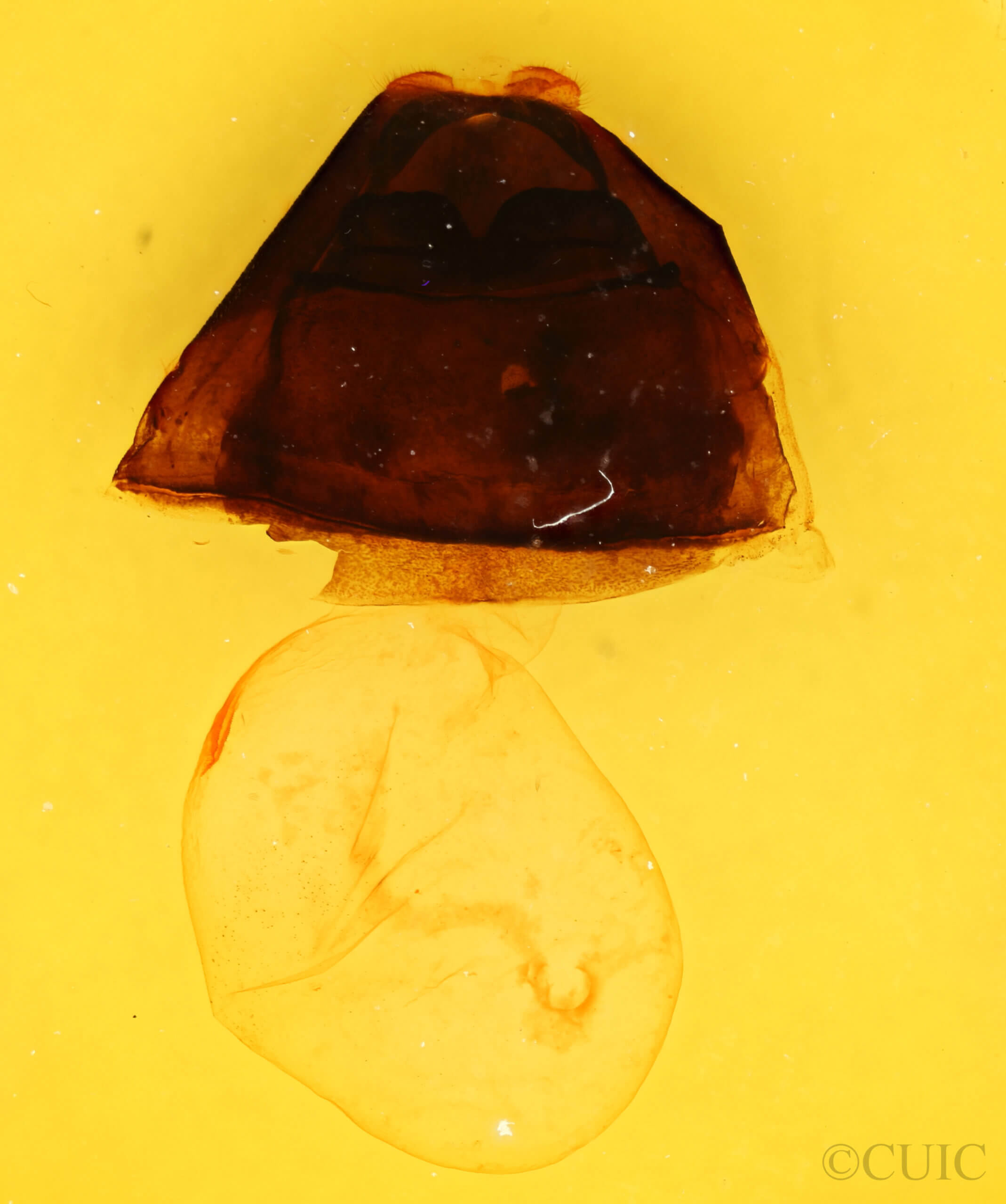 genitalia view of adult Furcula borealis