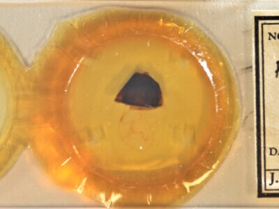 slide view of adult Furcula borealis