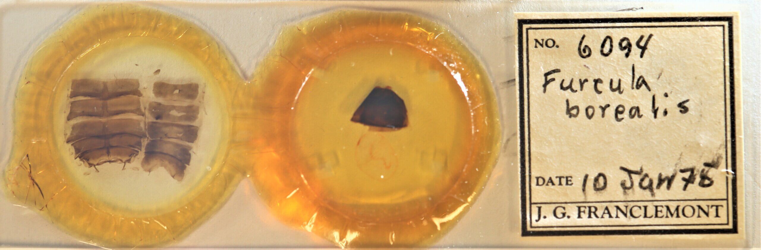 slide view of adult Furcula borealis