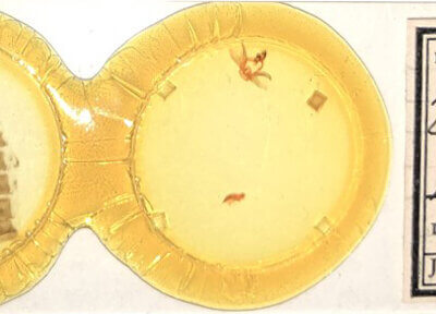 slide view of adult Furcula occidentalis