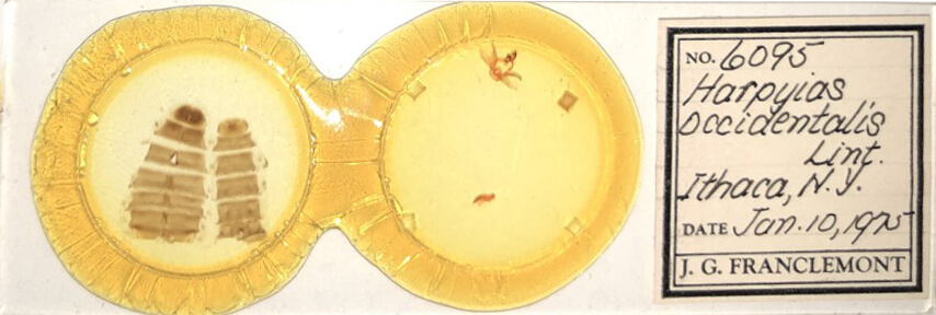 slide view of adult Furcula occidentalis