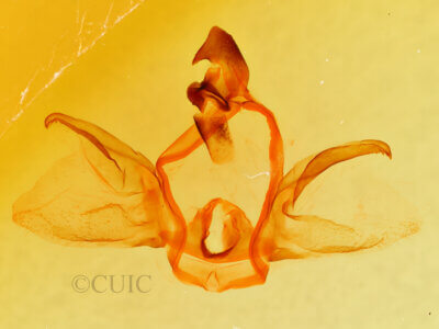 genitalia view of adult Furcula occidentalis