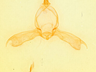 genitalia view of adult Pheosidea elegans