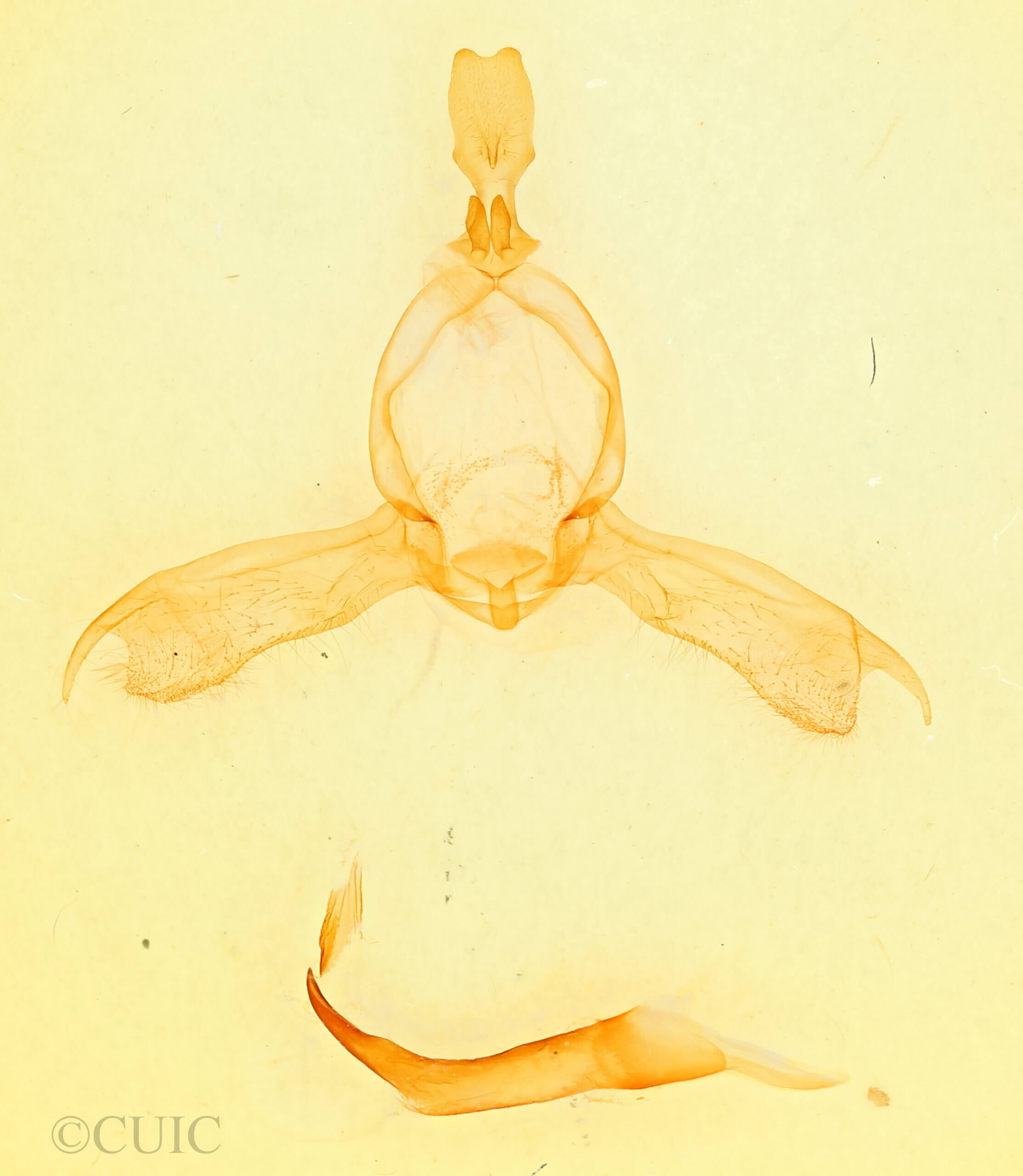 genitalia view of adult Pheosidea elegans