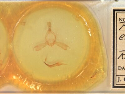 slide view of adult Pheosidea elegans