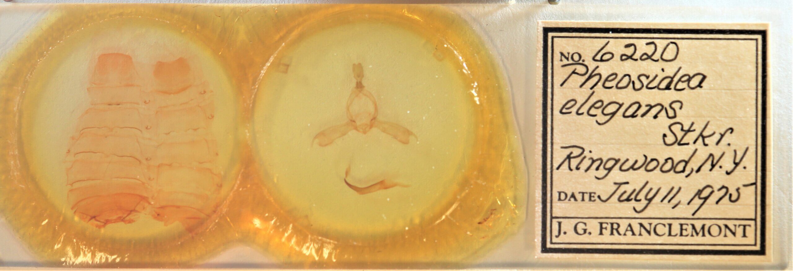 slide view of adult Pheosidea elegans