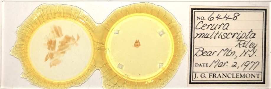 slide view of adult Tecmessa scitiscripta