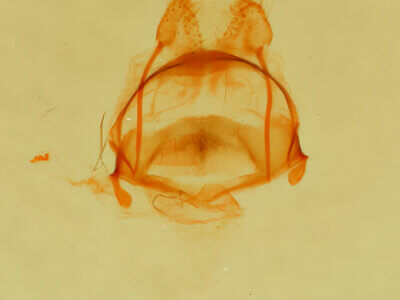 genitalia view of adult Tecmessa scitiscripta