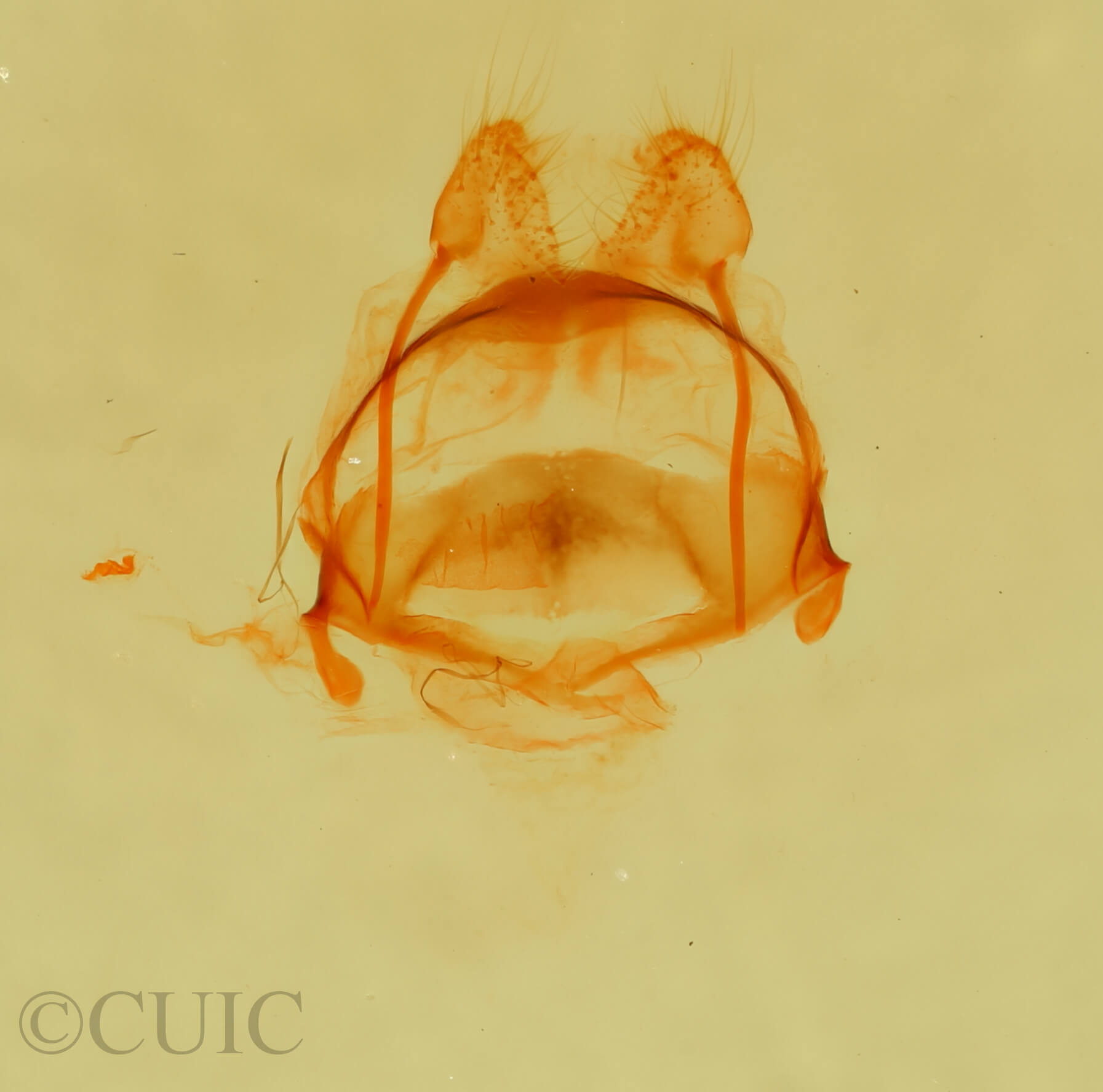 genitalia view of adult Tecmessa scitiscripta