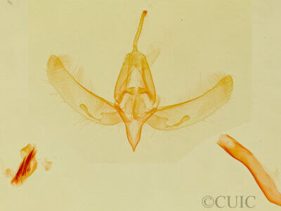 genitalia view of adult Azenia edentata