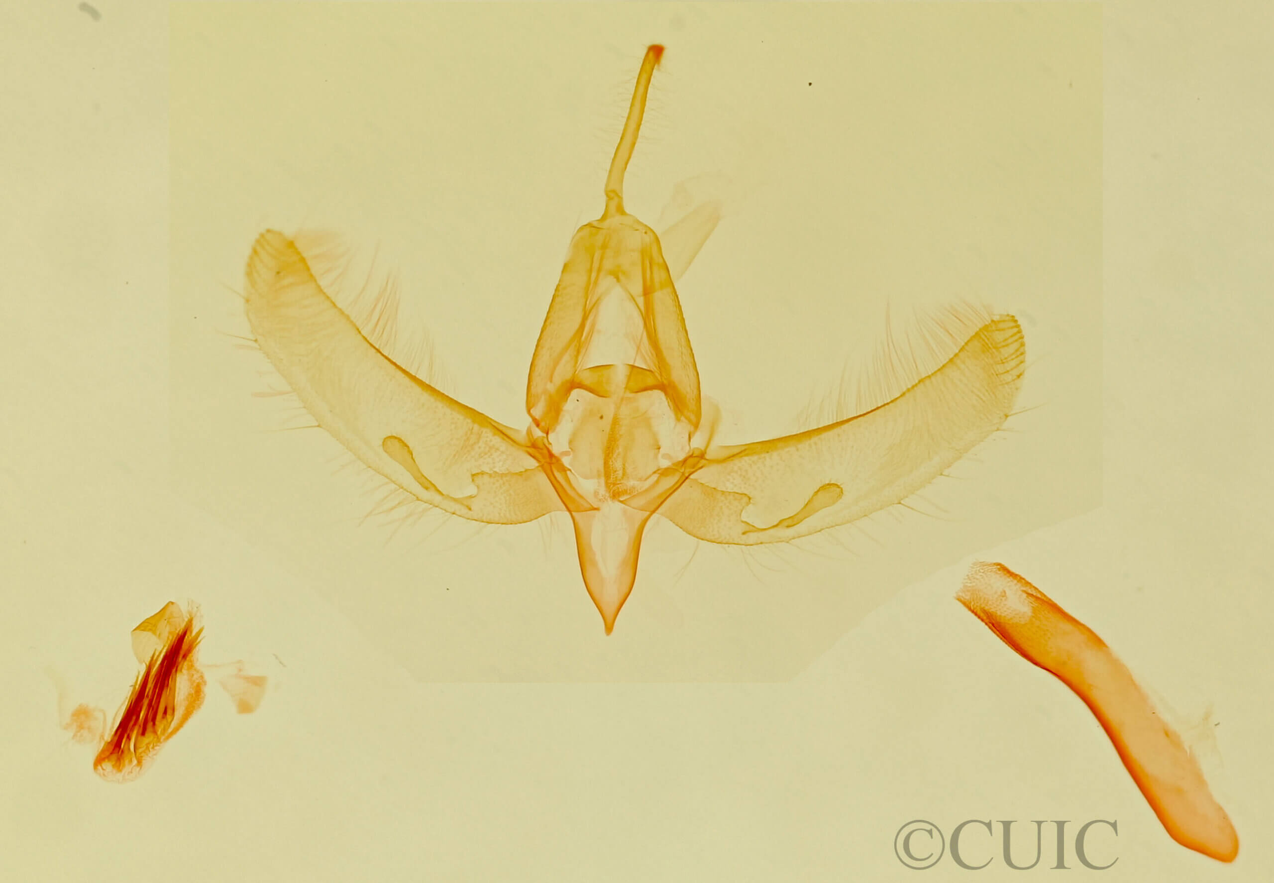 genitalia view of adult Azenia edentata