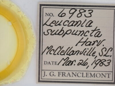 slide view of adult Leucania subpunctata