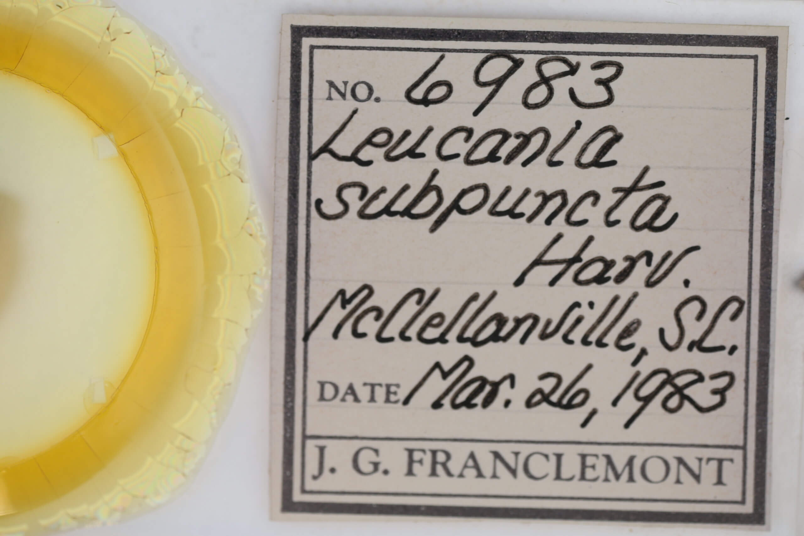 slide view of adult Leucania subpunctata