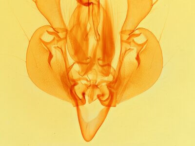 genitalia view of adult Leucania subpunctata
