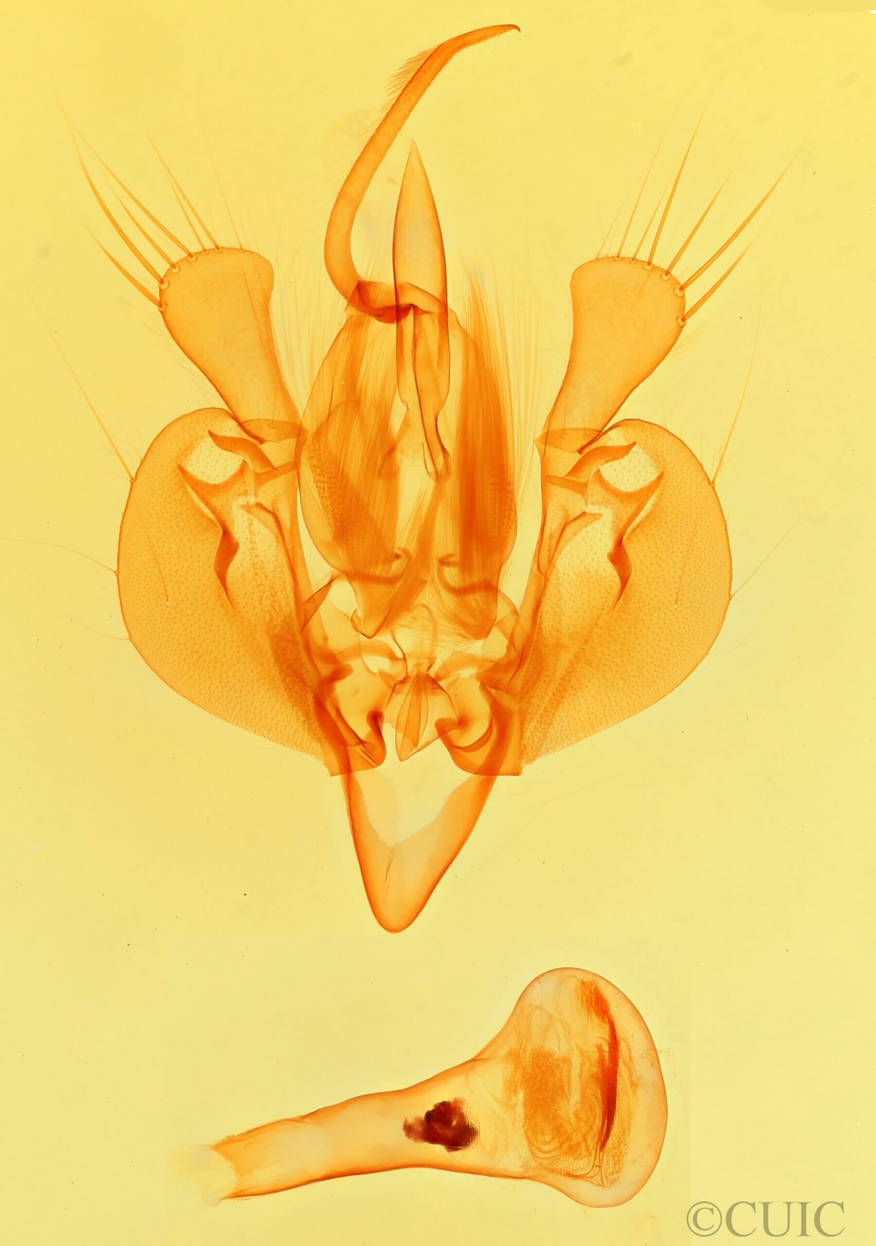 genitalia view of adult Leucania subpunctata
