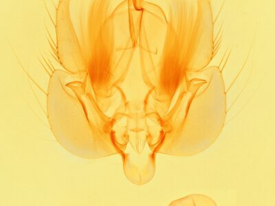 genitalia view of adult Leucania rosea