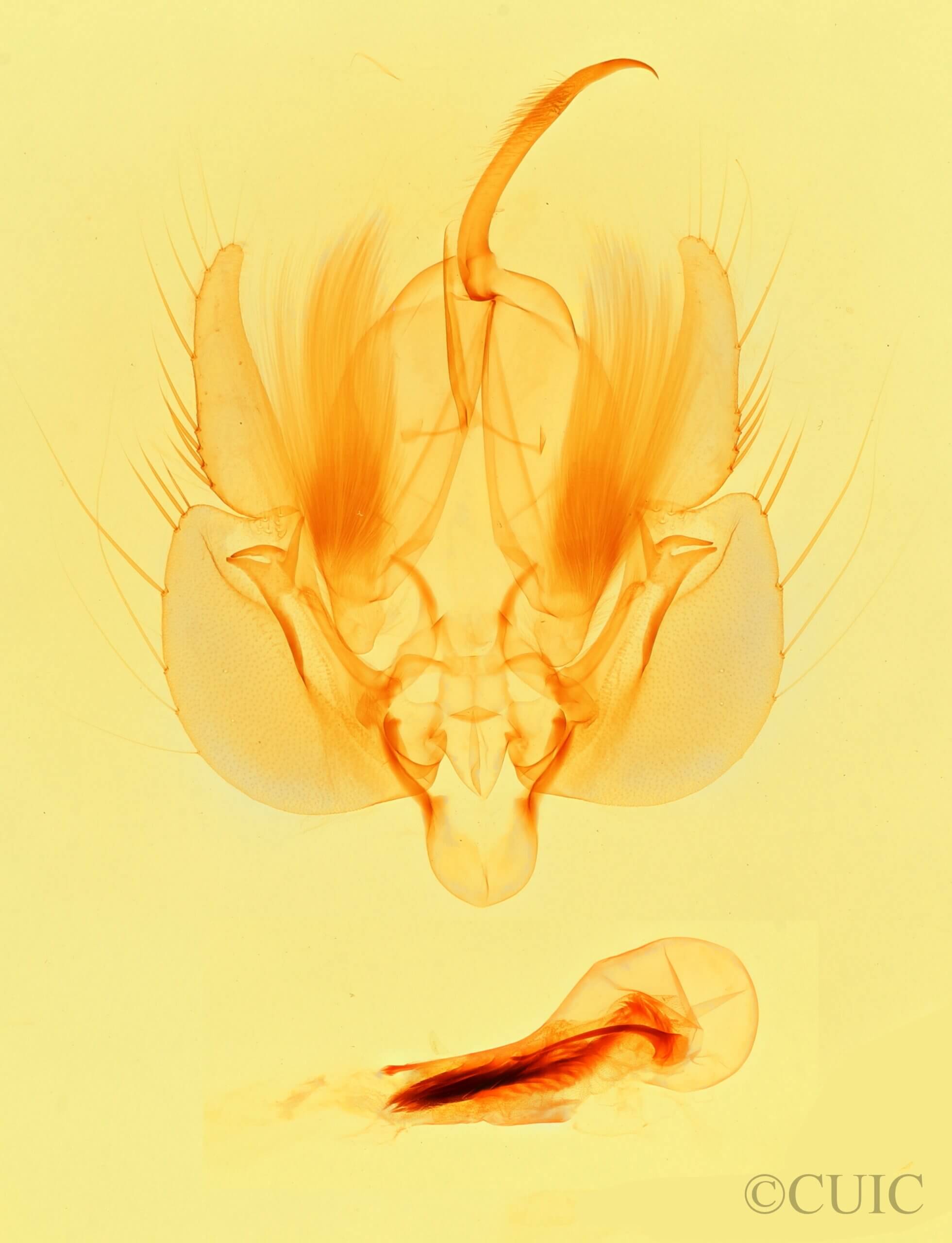 genitalia view of adult Leucania rosea