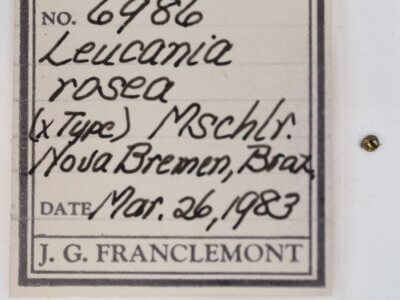 slide view of adult Leucania rosea