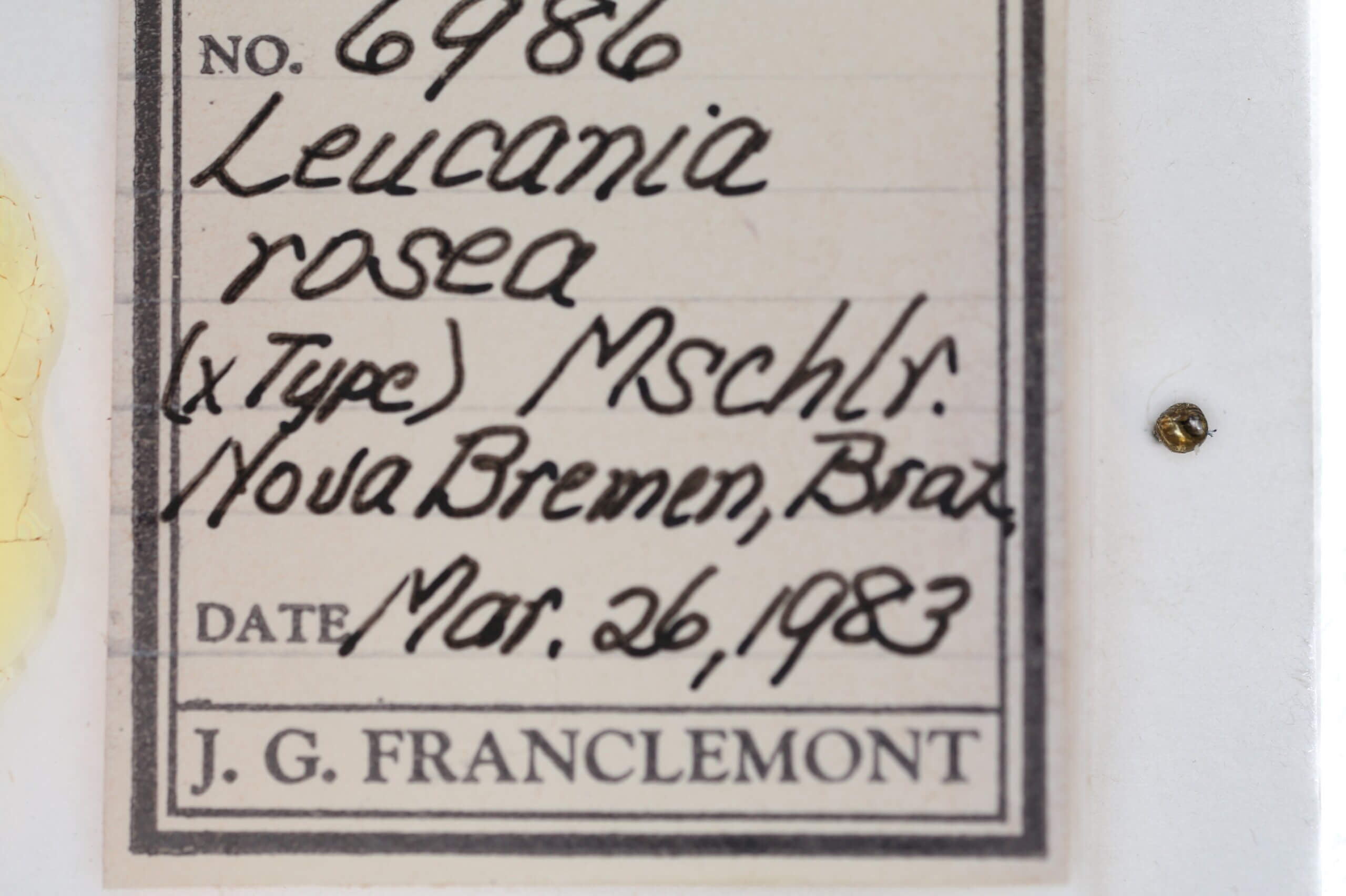 slide view of adult Leucania rosea