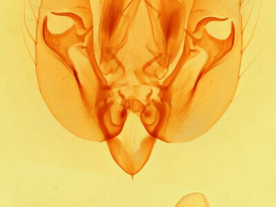 genitalia view of adult Leucania cinereicollis