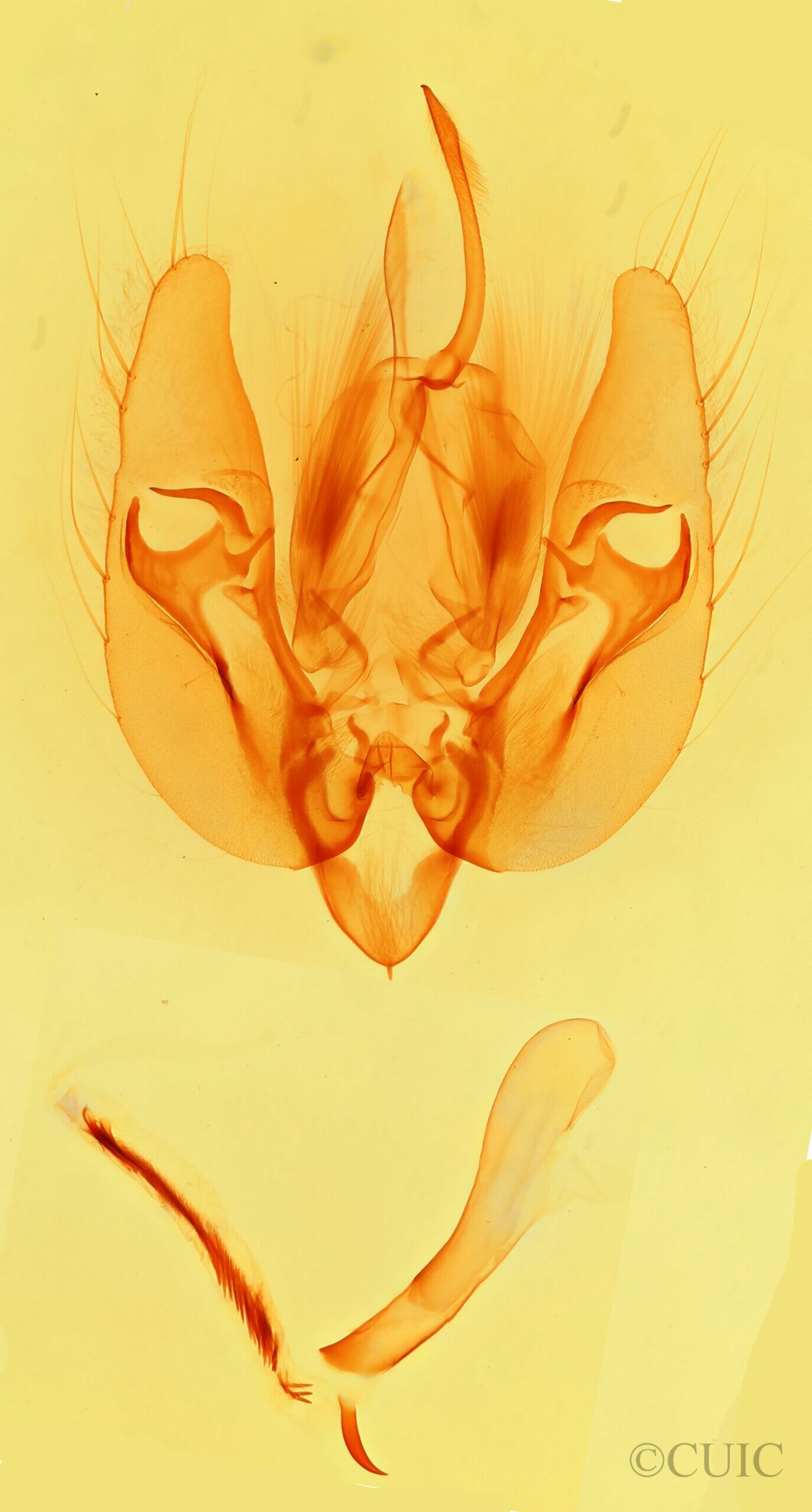 genitalia view of adult Leucania cinereicollis