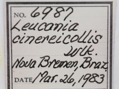 slide view of adult Leucania cinereicollis