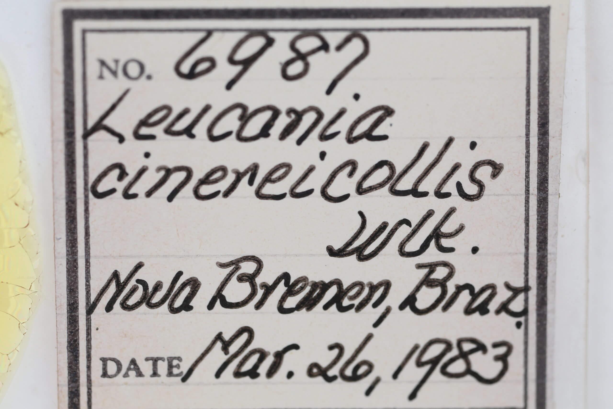 slide view of adult Leucania cinereicollis