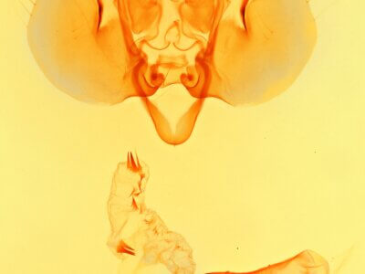 genitalia view of adult Leucania humidicola