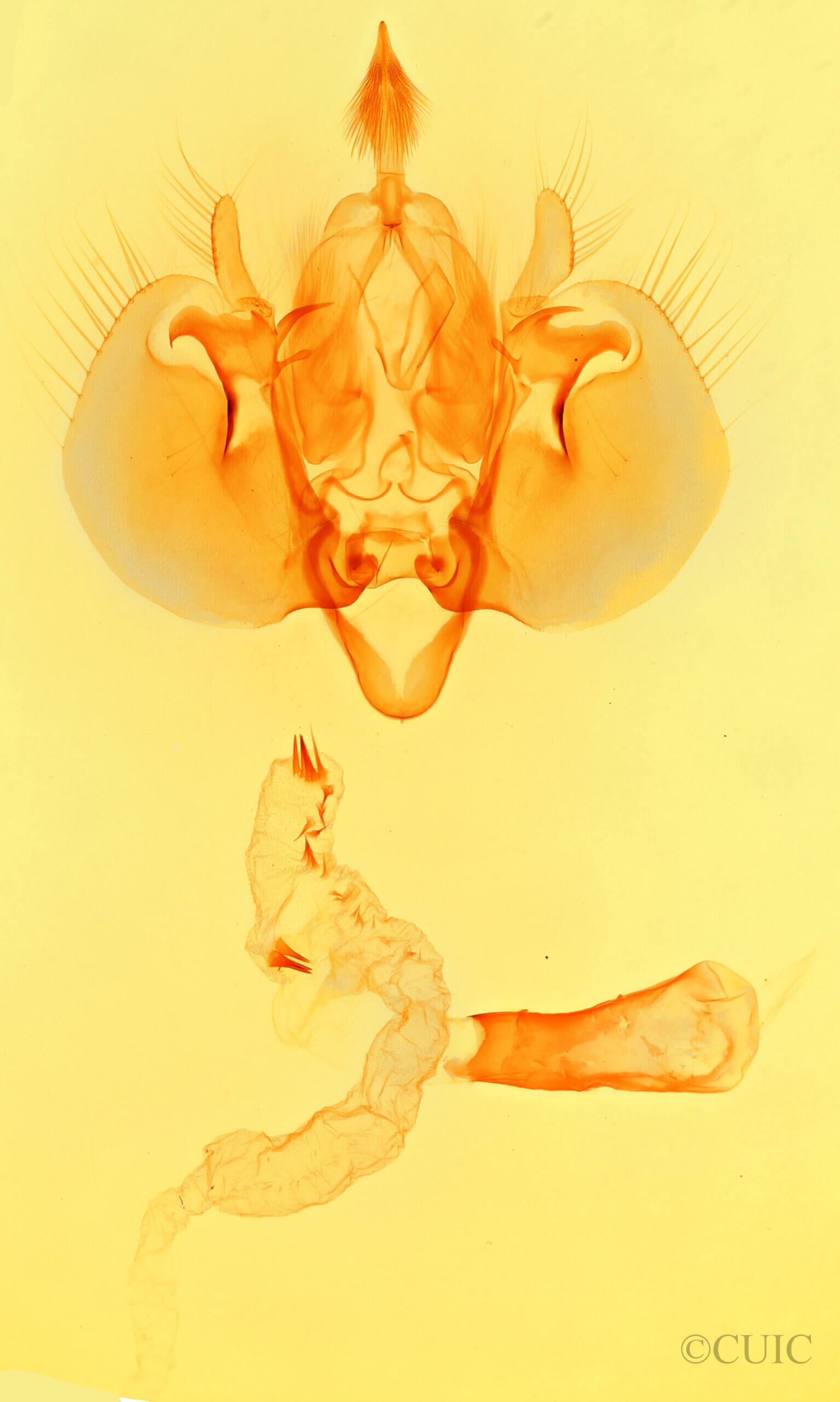 genitalia view of adult Leucania humidicola