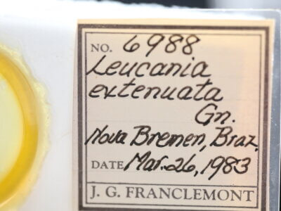 slide view of adult Leucania humidicola