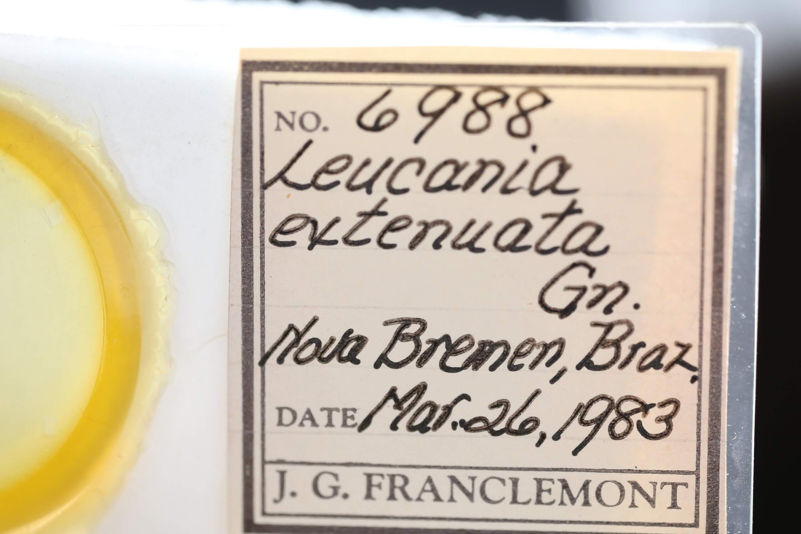 slide view of adult Leucania humidicola