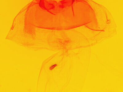 genitalia view of adult Acronicta insularis insularis