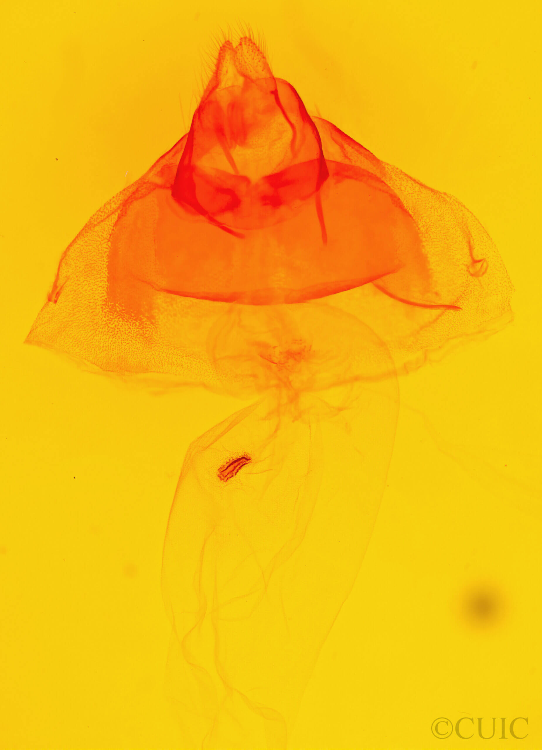 genitalia view of adult Acronicta insularis insularis