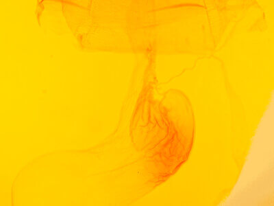 genitalia view of adult Acronicta hastulifera